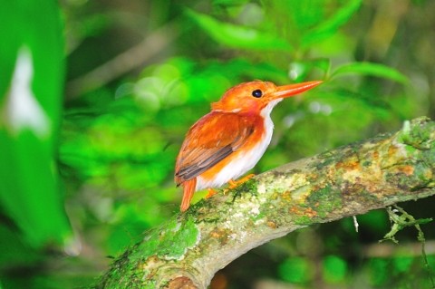 Madagascar Pygmy Kingfisher (adult)