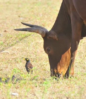 Martin triste accompagnant le bétail