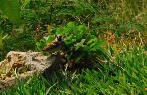 Moineau male