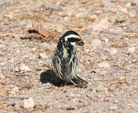 Acacia Pied Barbet