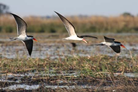 African Skimmers