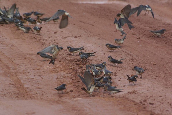 Preuss's Cliff Swallows collecting nest material