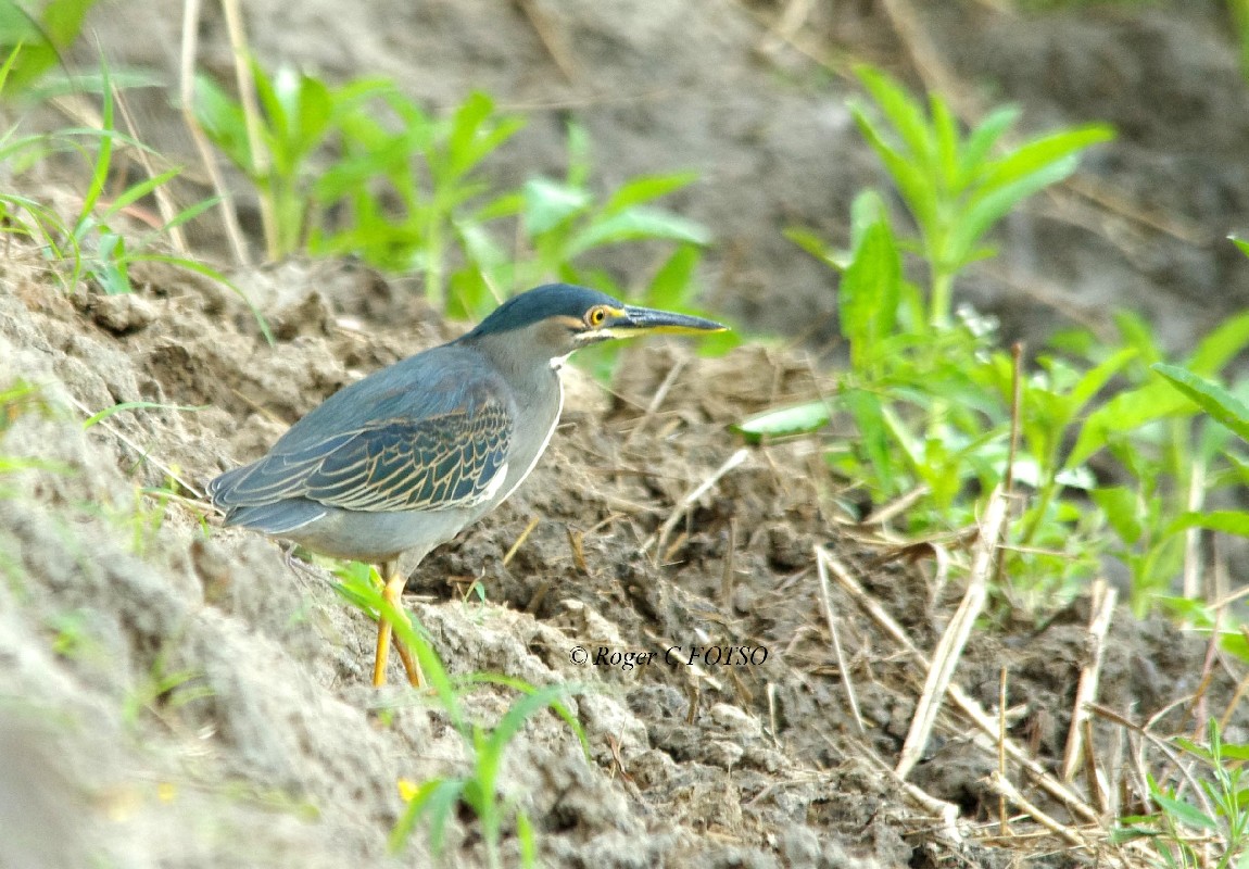 Picture taken in the Bouba Ndjida National Park in northern Cameroon where the bird is relatively frequent near water holes