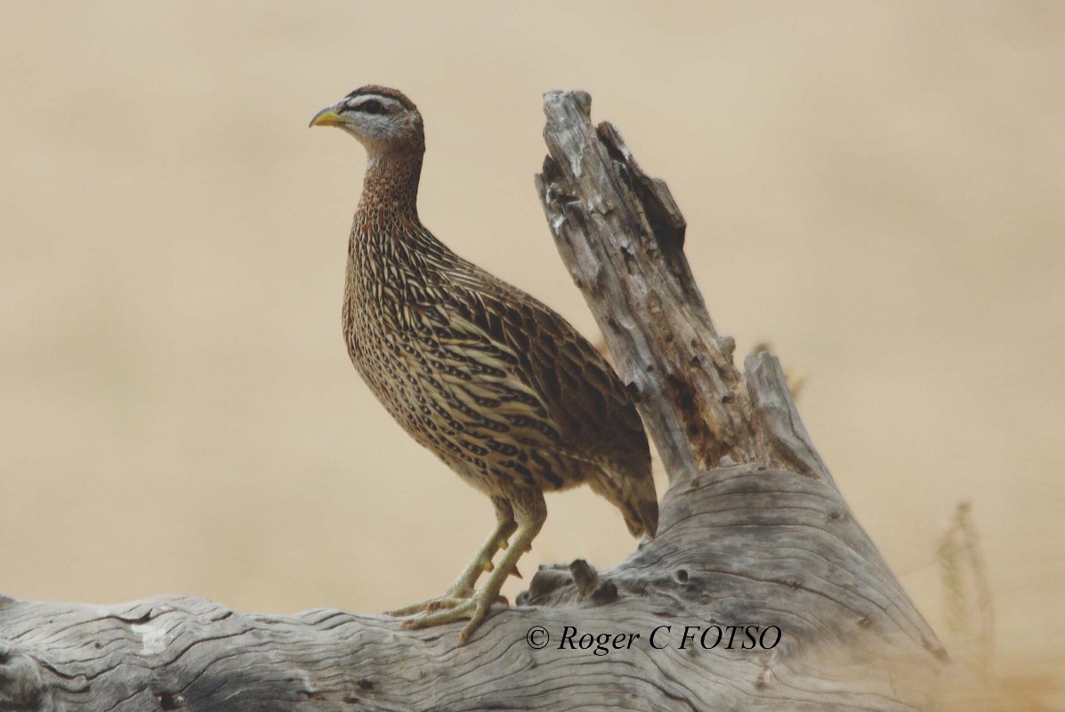 Double Spurred Francolin