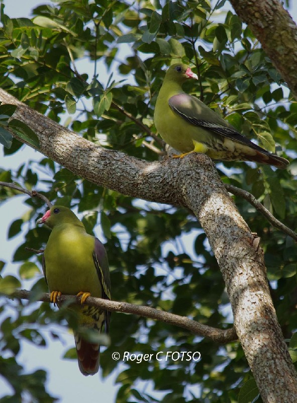 African Green Pigeon