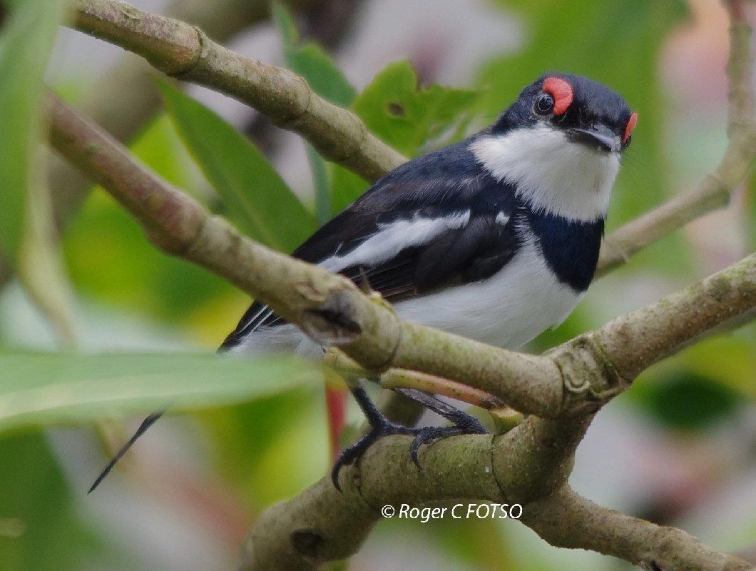 Brown Throated Wattle eye