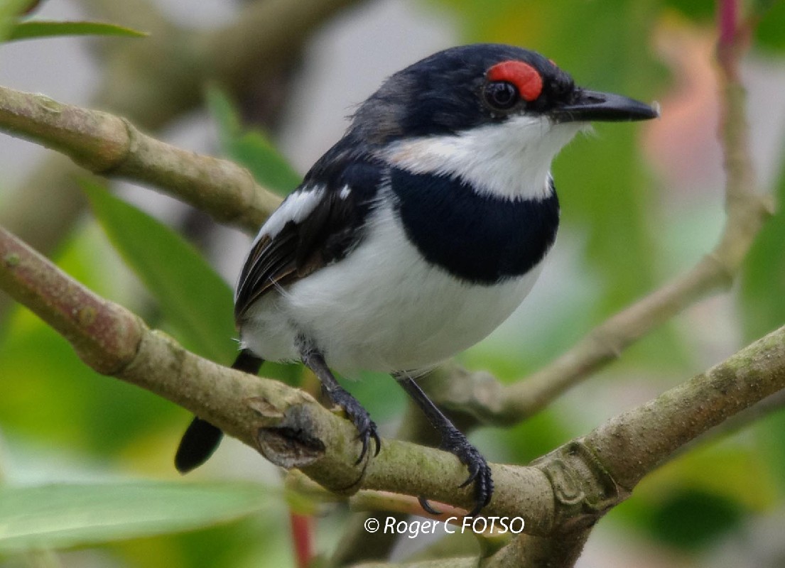 Brown Throated Wattle eye