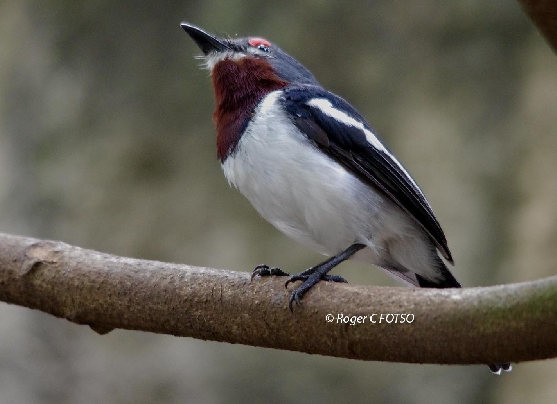 Brown Throated Wattle eye