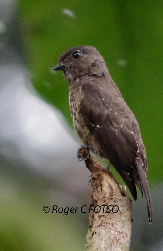 Sooty Flycatcher