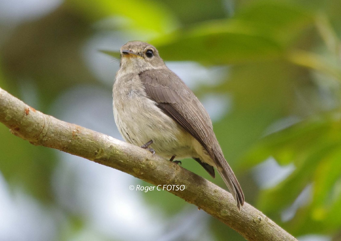 Dusky Flycatcher