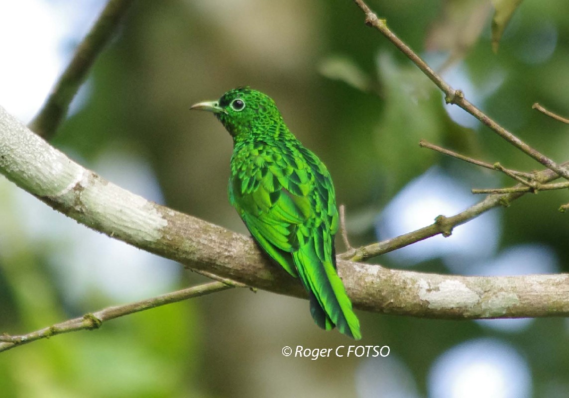 Emerald Cuckoo
