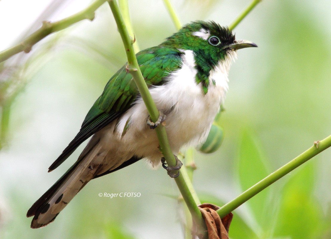 Klaas's Cuckoo