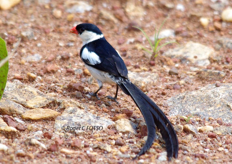 Pin tailed Whydah