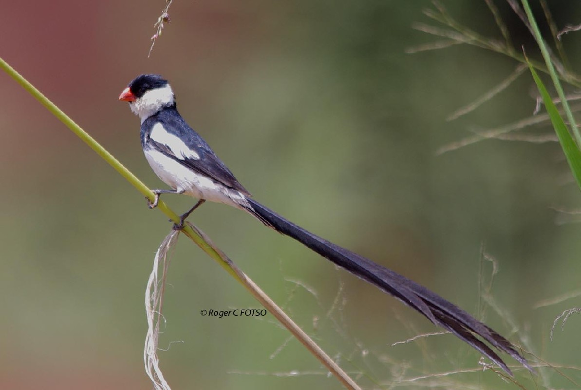 Pin tailed Whydah