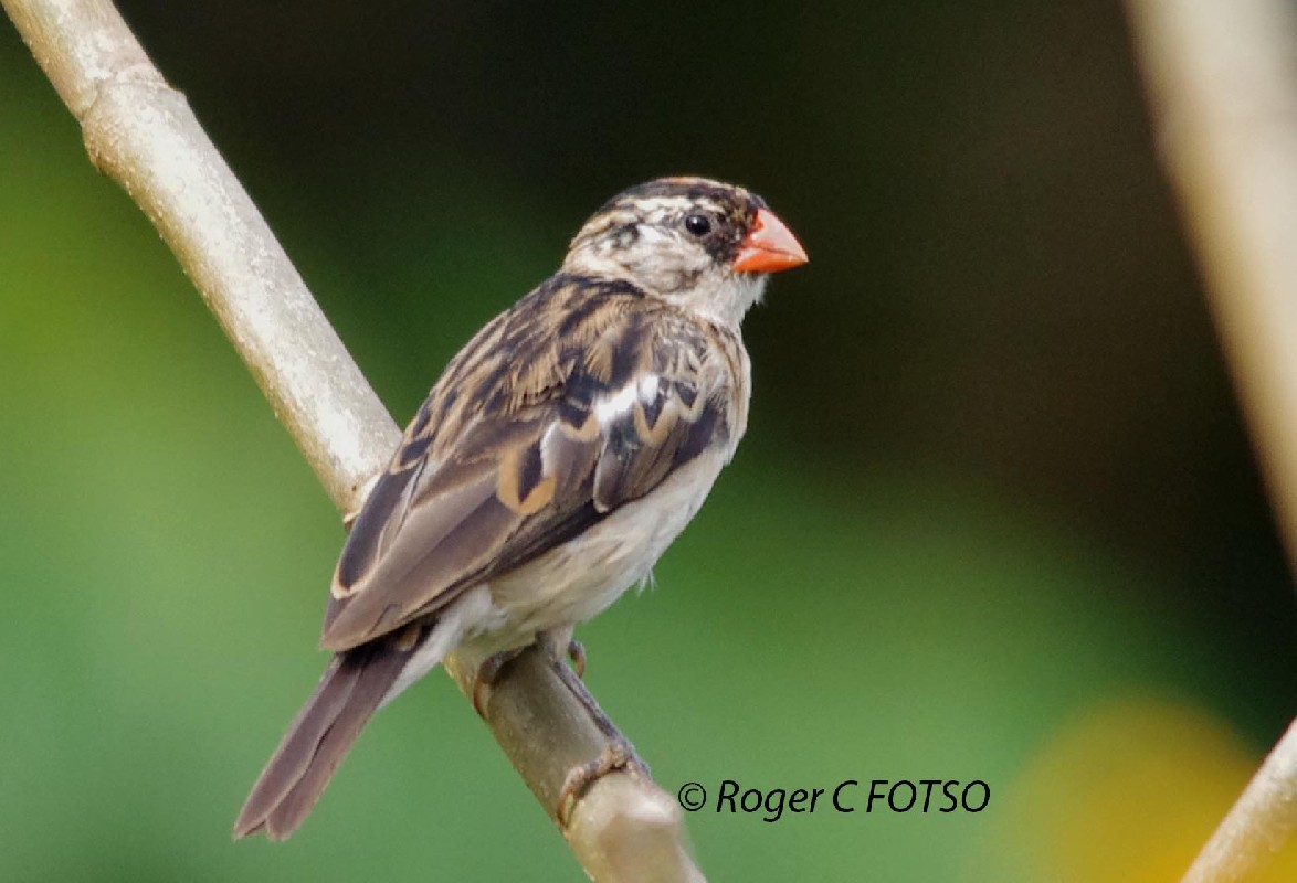 Pin tailed Whydah