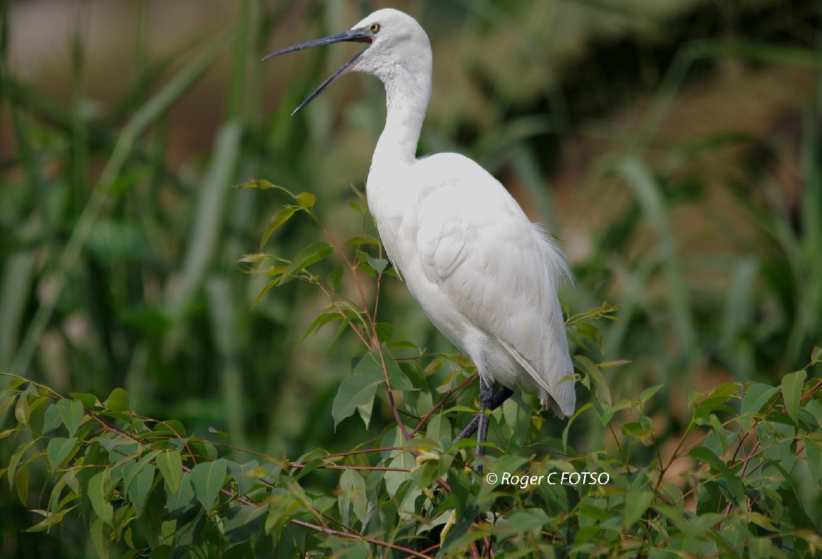 Little Egret