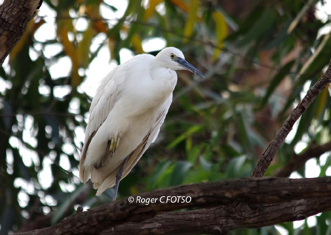 Little Egret