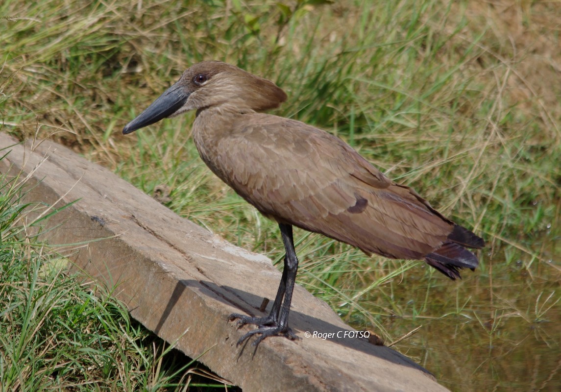 Hamerkop 