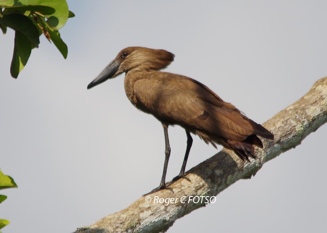 Hamerkop 
