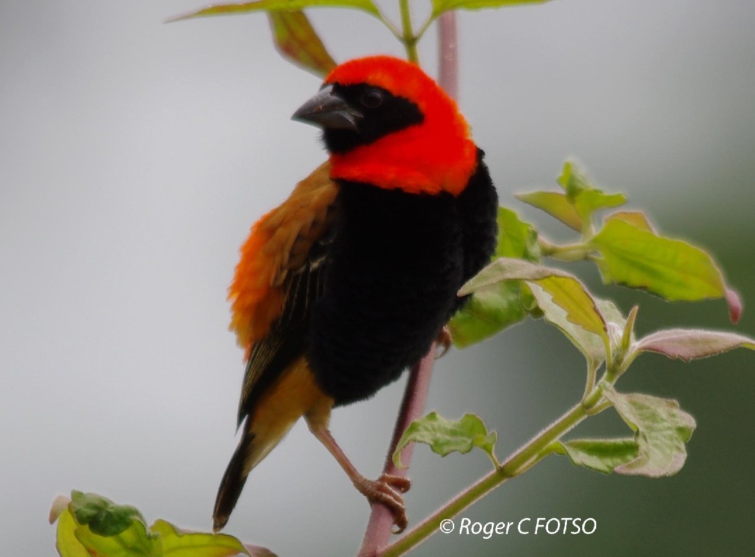 Black-winged Bishop