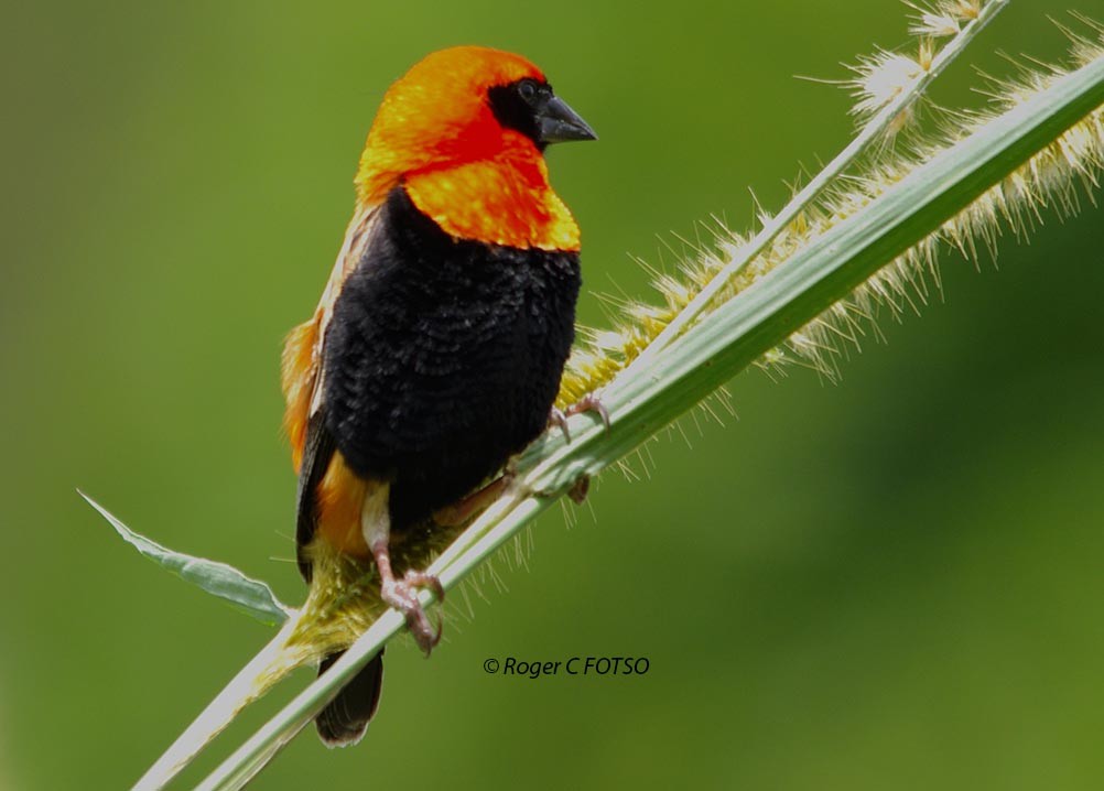 Black-winged Bishop