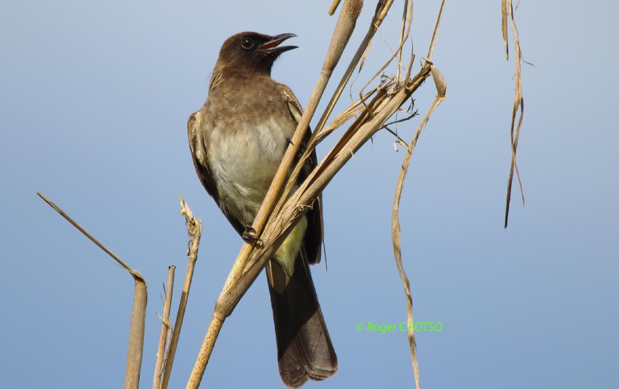 Common Bulbul
