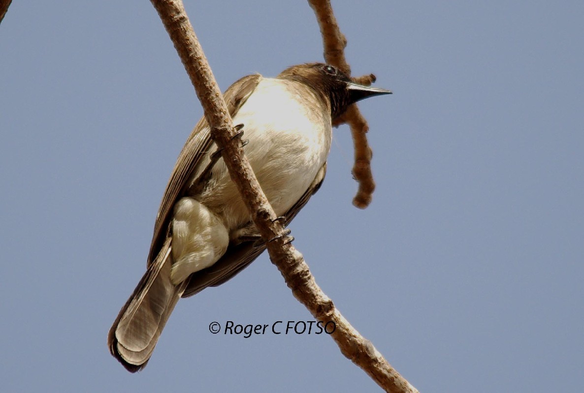 Common Bulbul