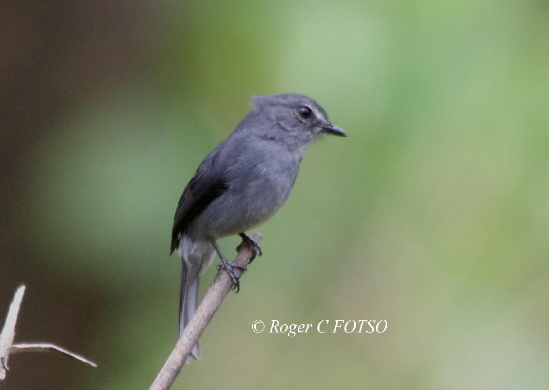 Dusky-blue Flycatcher