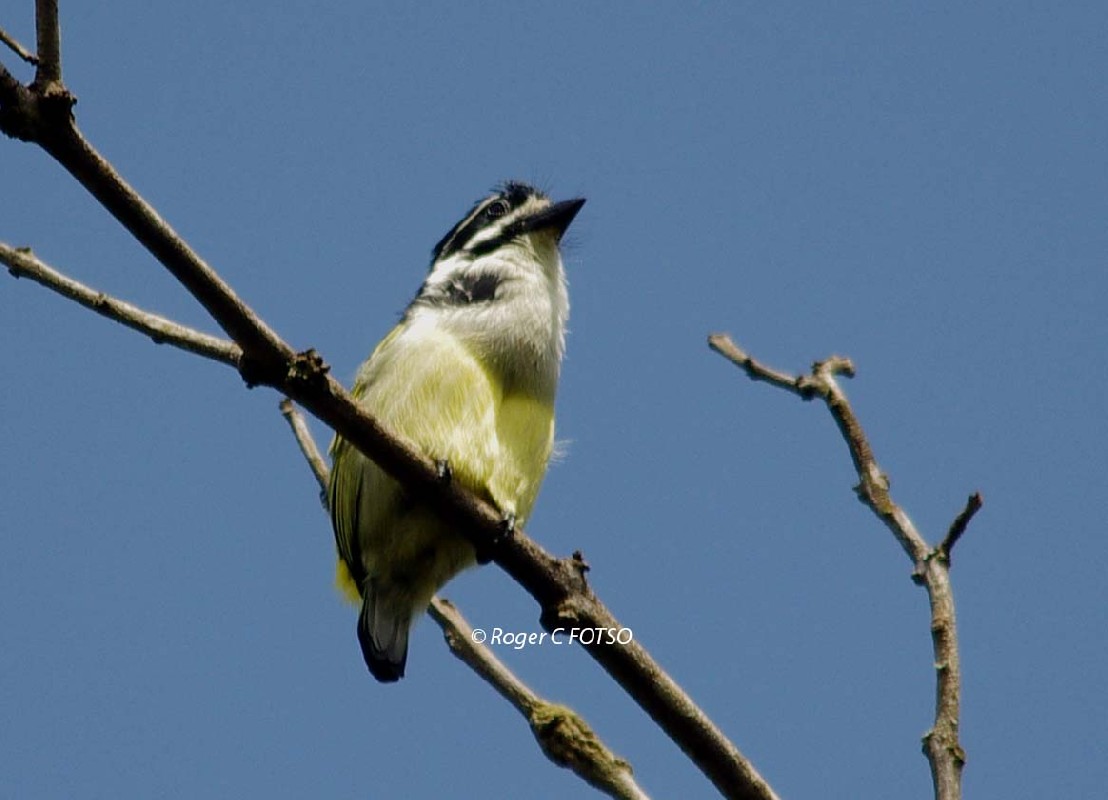 Yellow-rumped Tinkerbird