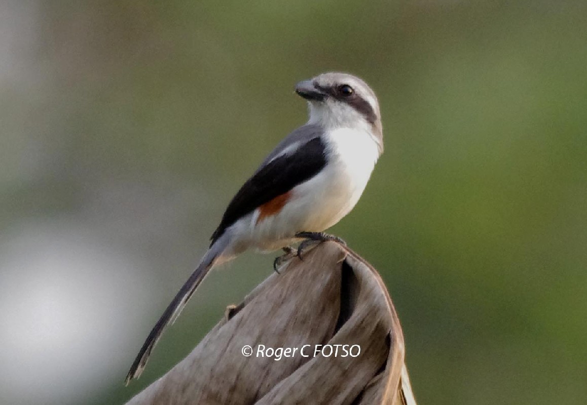 Mackinnon Shrike