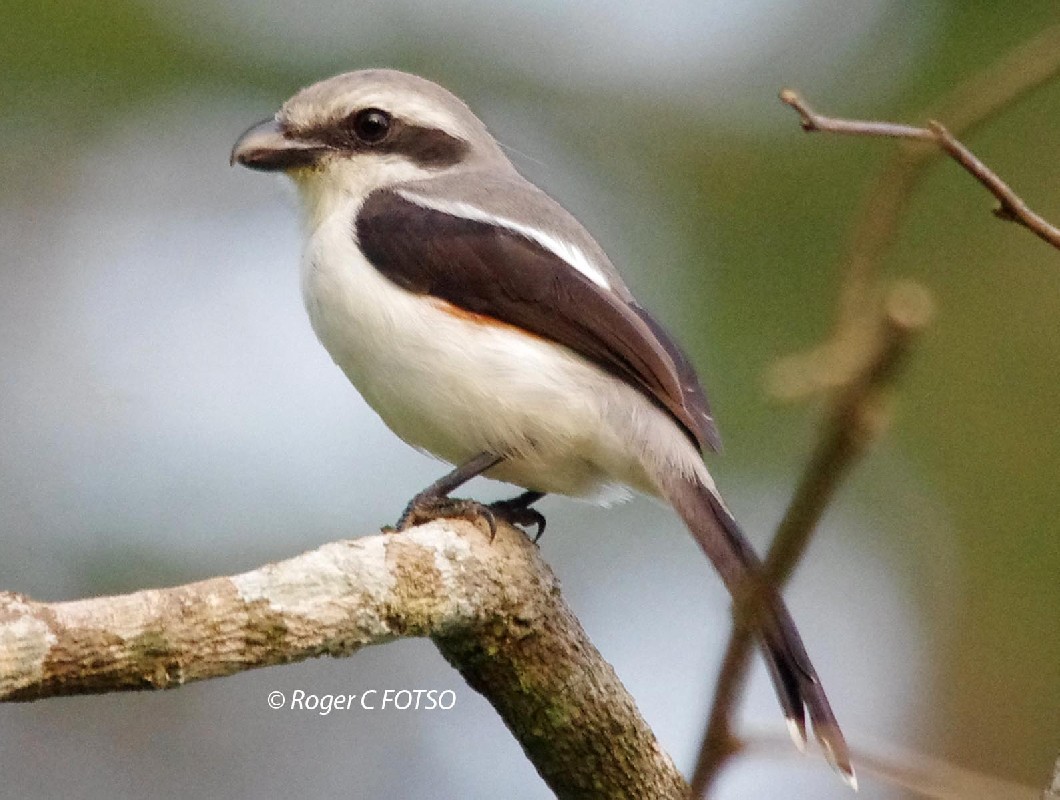 Mackinnon Shrike