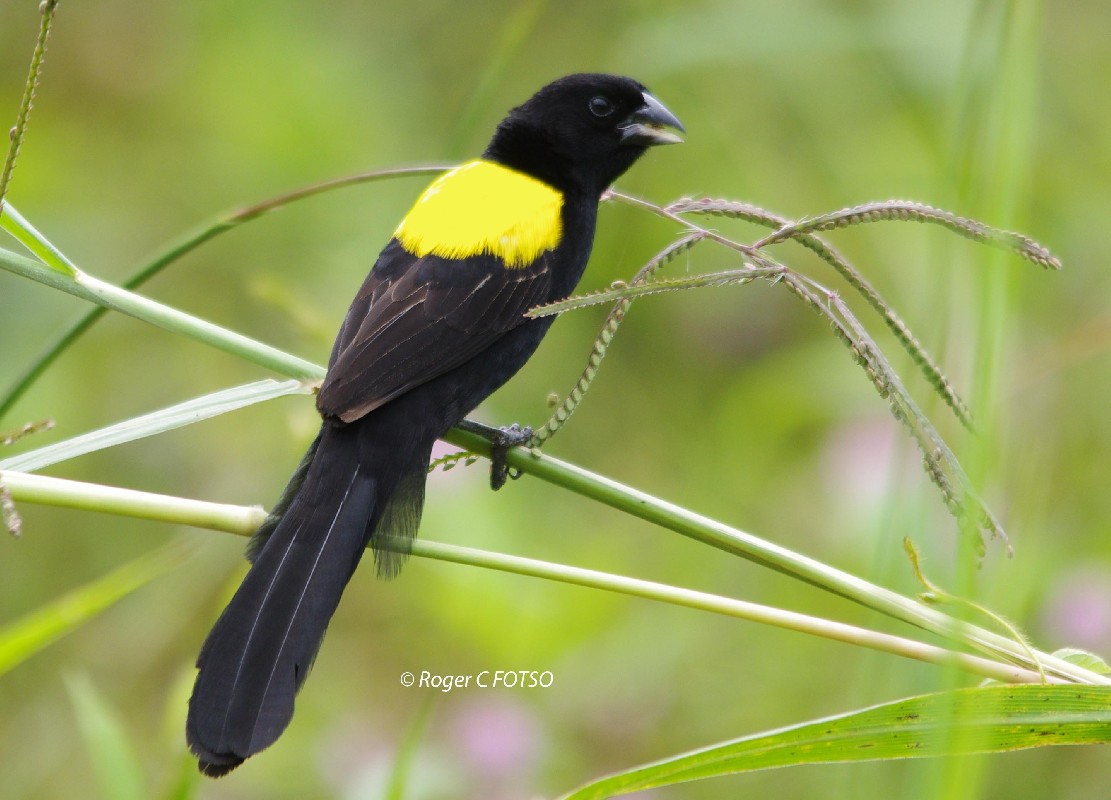 Yellow Mantle Widowbird