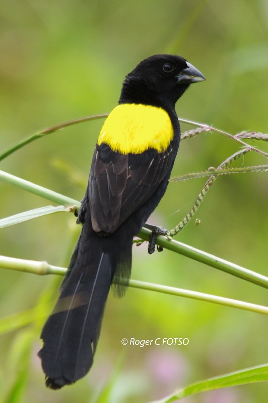 Yellow Mantle Widowbird