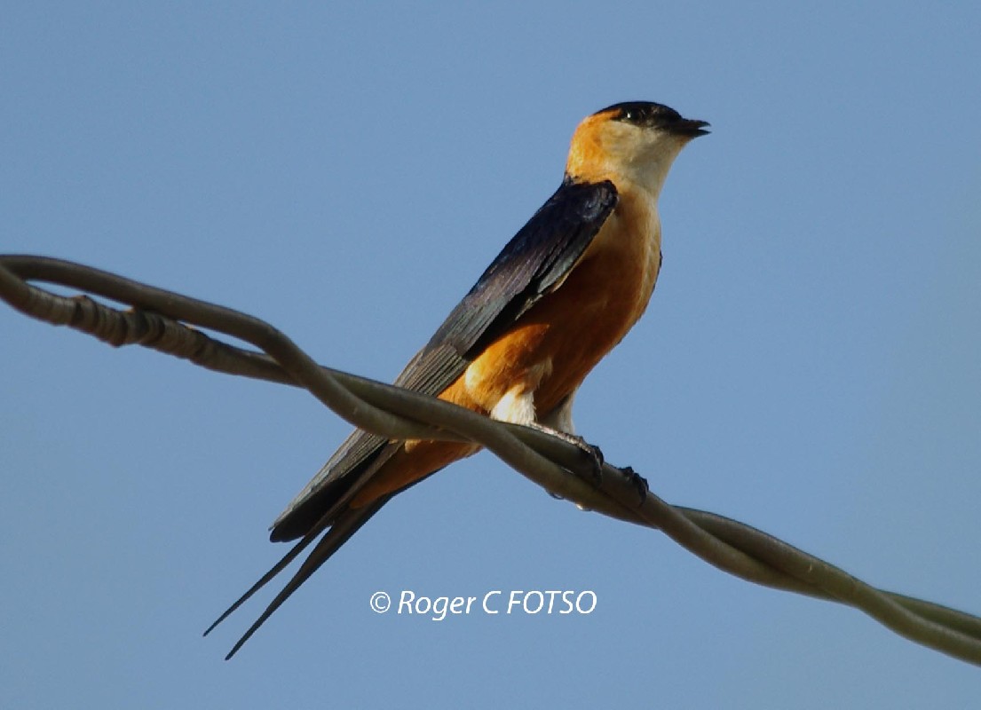 Mosque Swallow