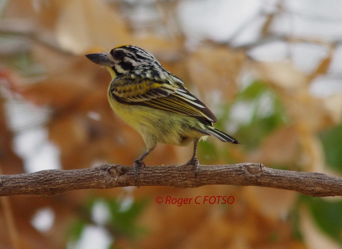 Yellow-fronted Tinkerbird