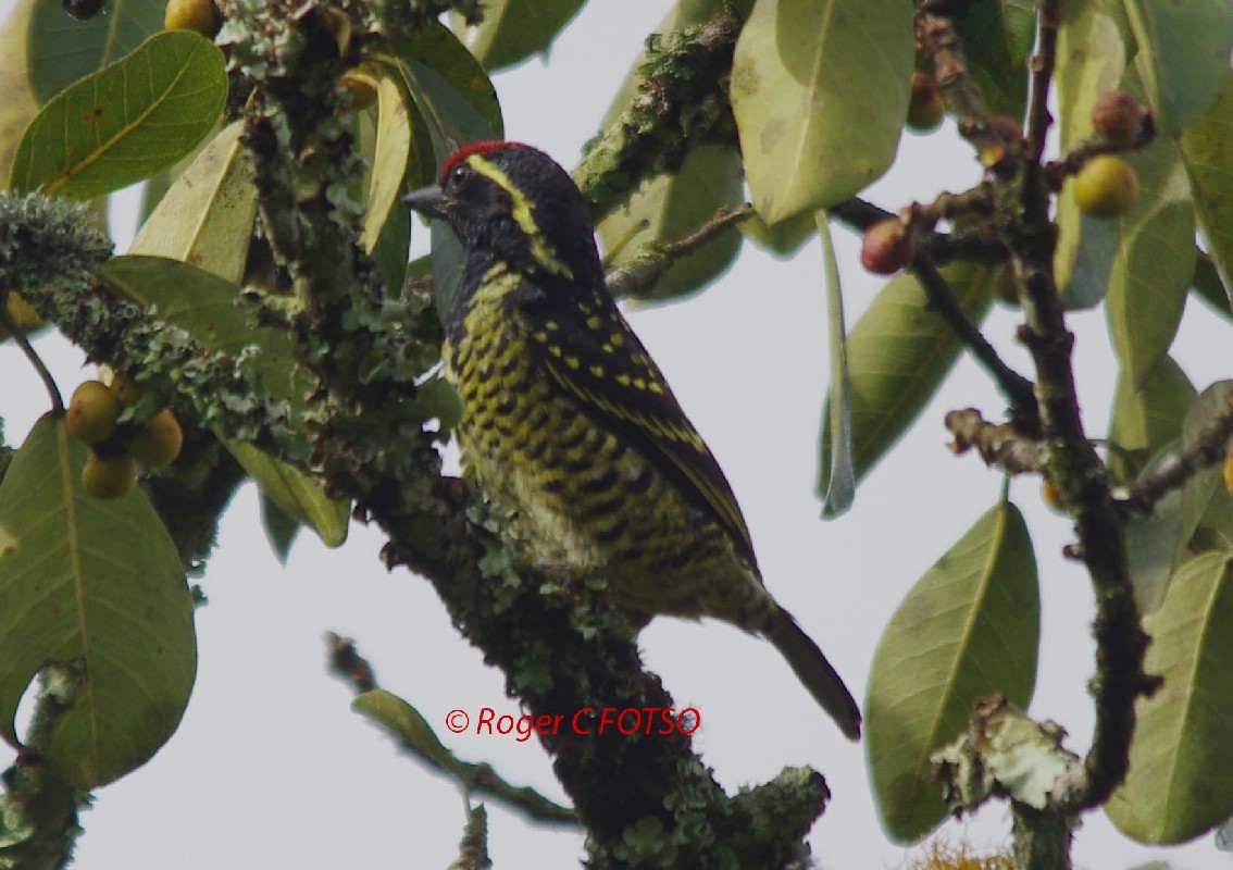 Yellow-spotted Barbet