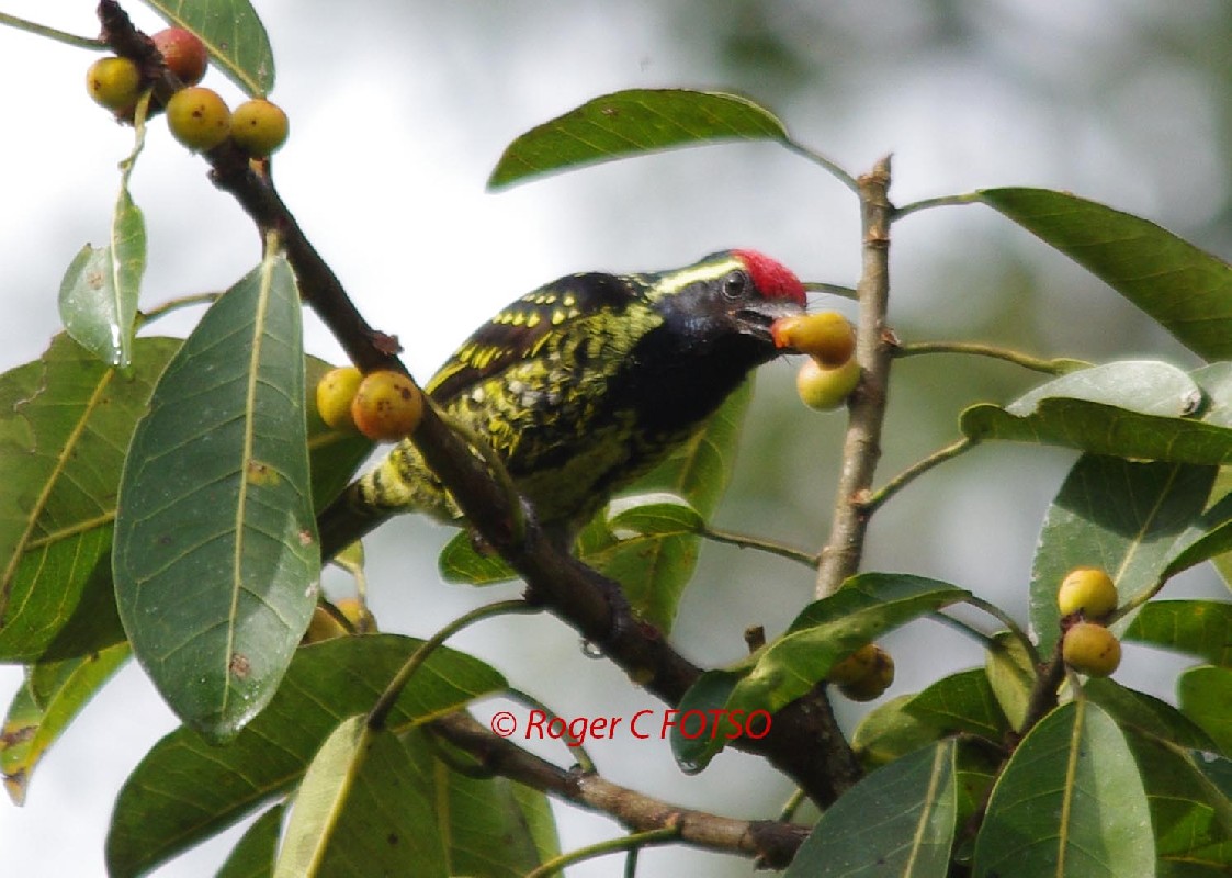 Yellow-spotted Barbet