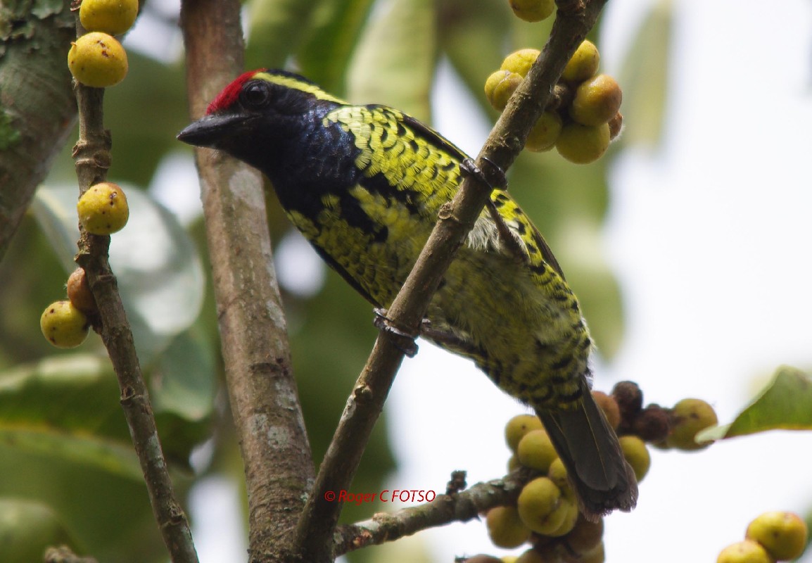 Yellow-spotted Barbet