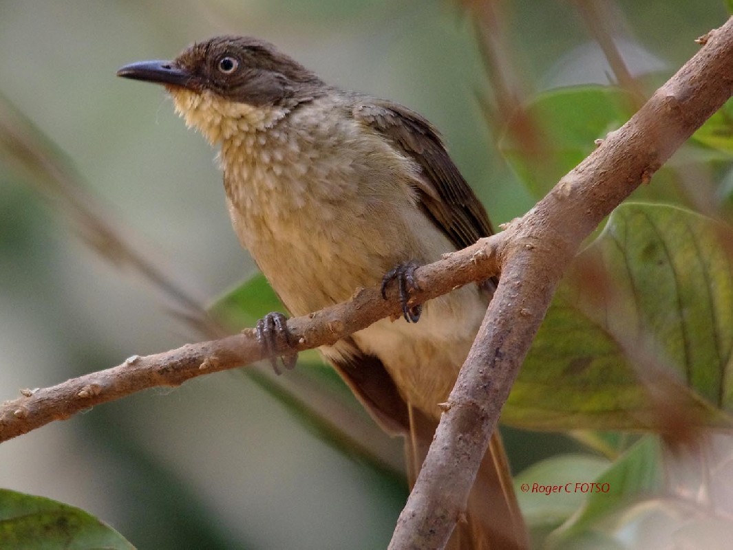 Pale-throated Greenbul
