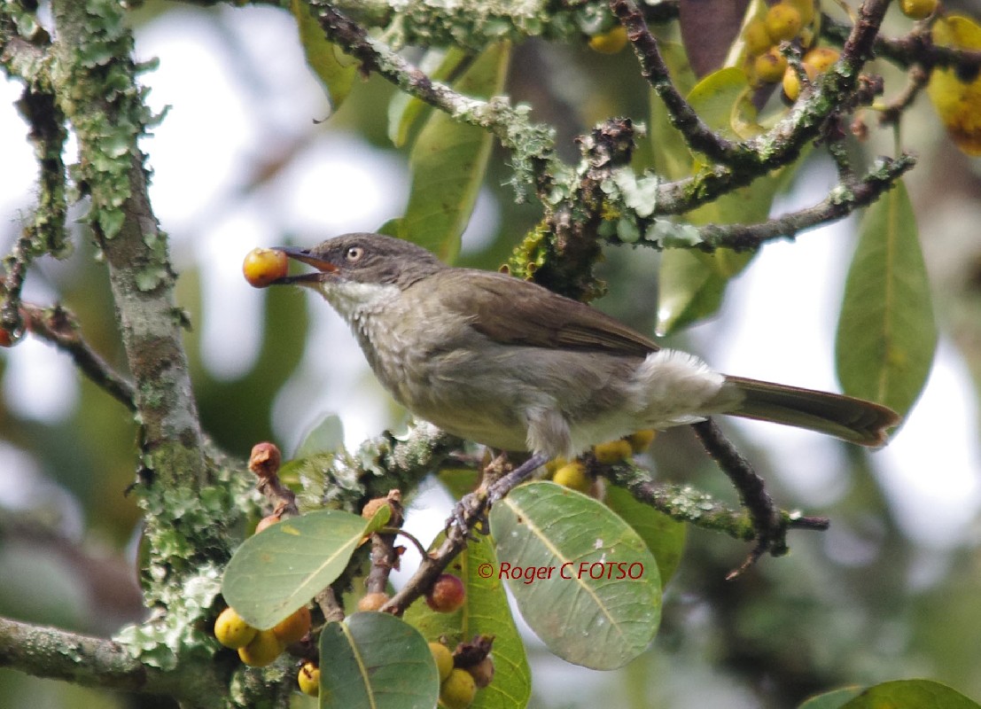 Pale-throated Greenbul