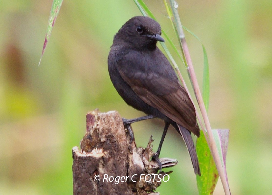 Sooty Chat