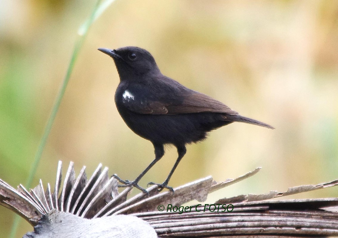 Sooty Chat