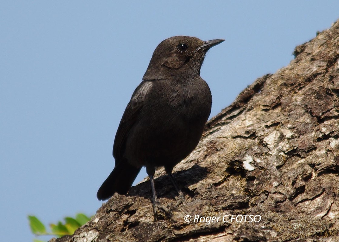 Sooty Chat