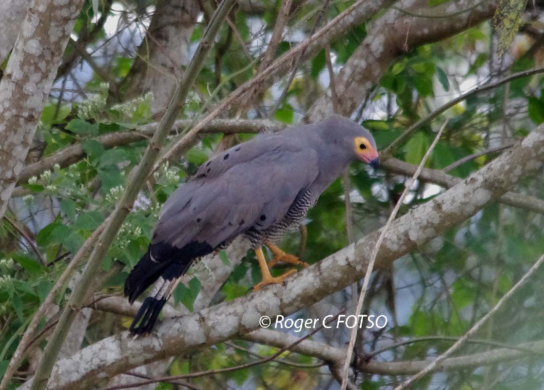 African Harrier Hawk