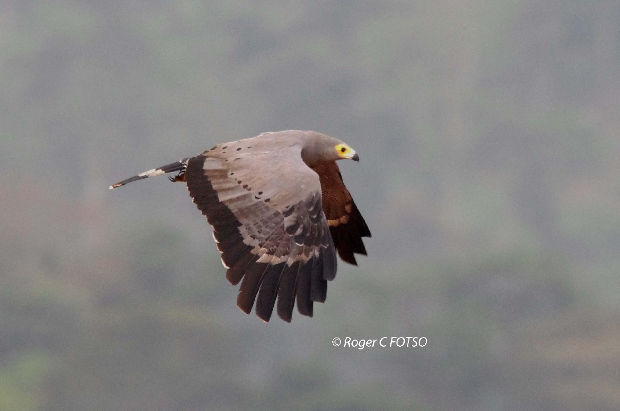 African Harrier Hawk