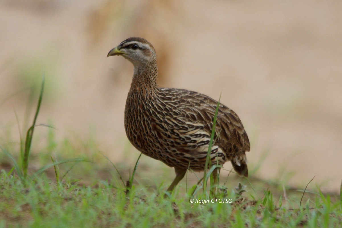 Double Spurred Francolin