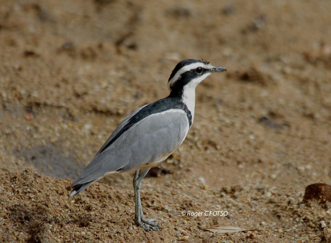 Egyptian Plover