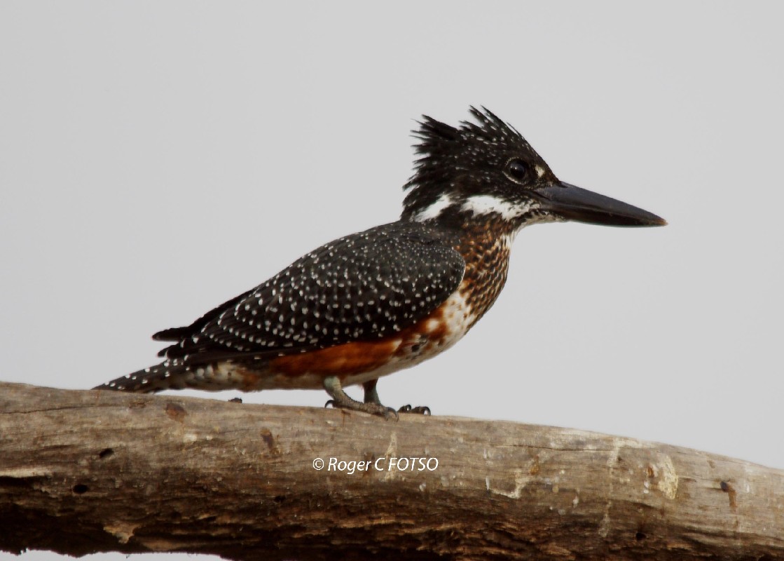 Giant Kingfisher