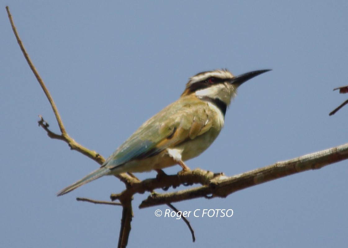 White-throated Bee-eater
