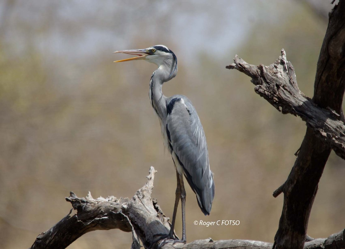 Gey Heron